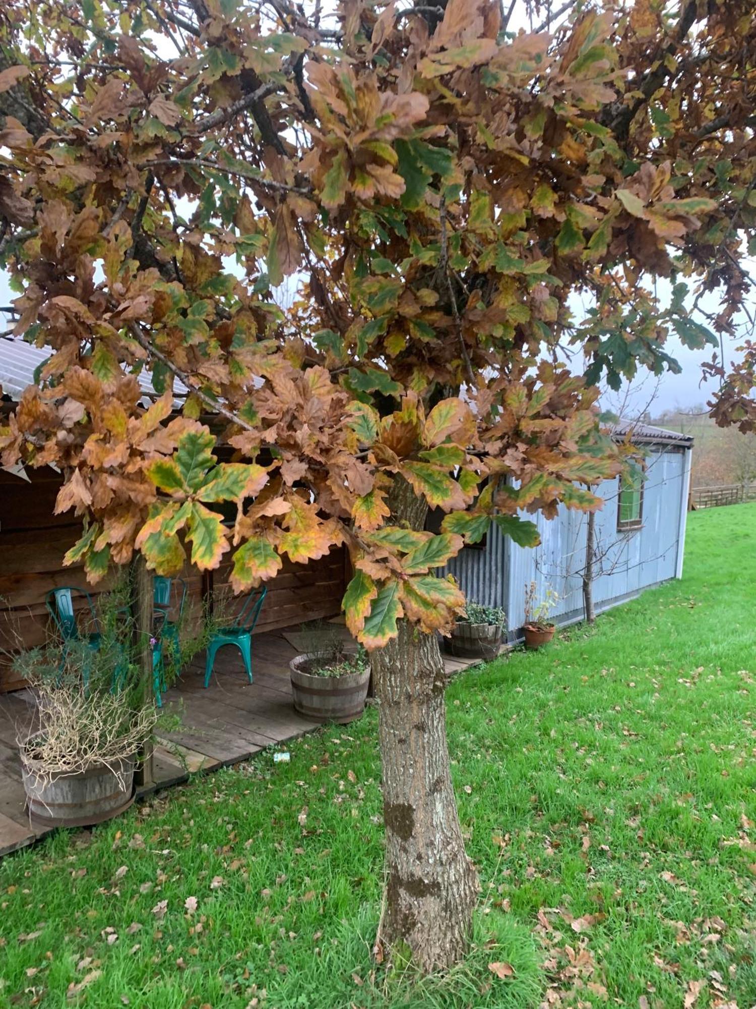 Hotel Ceridwen Glamping, Double Decker Bus And Yurts Llandysul Exterior foto