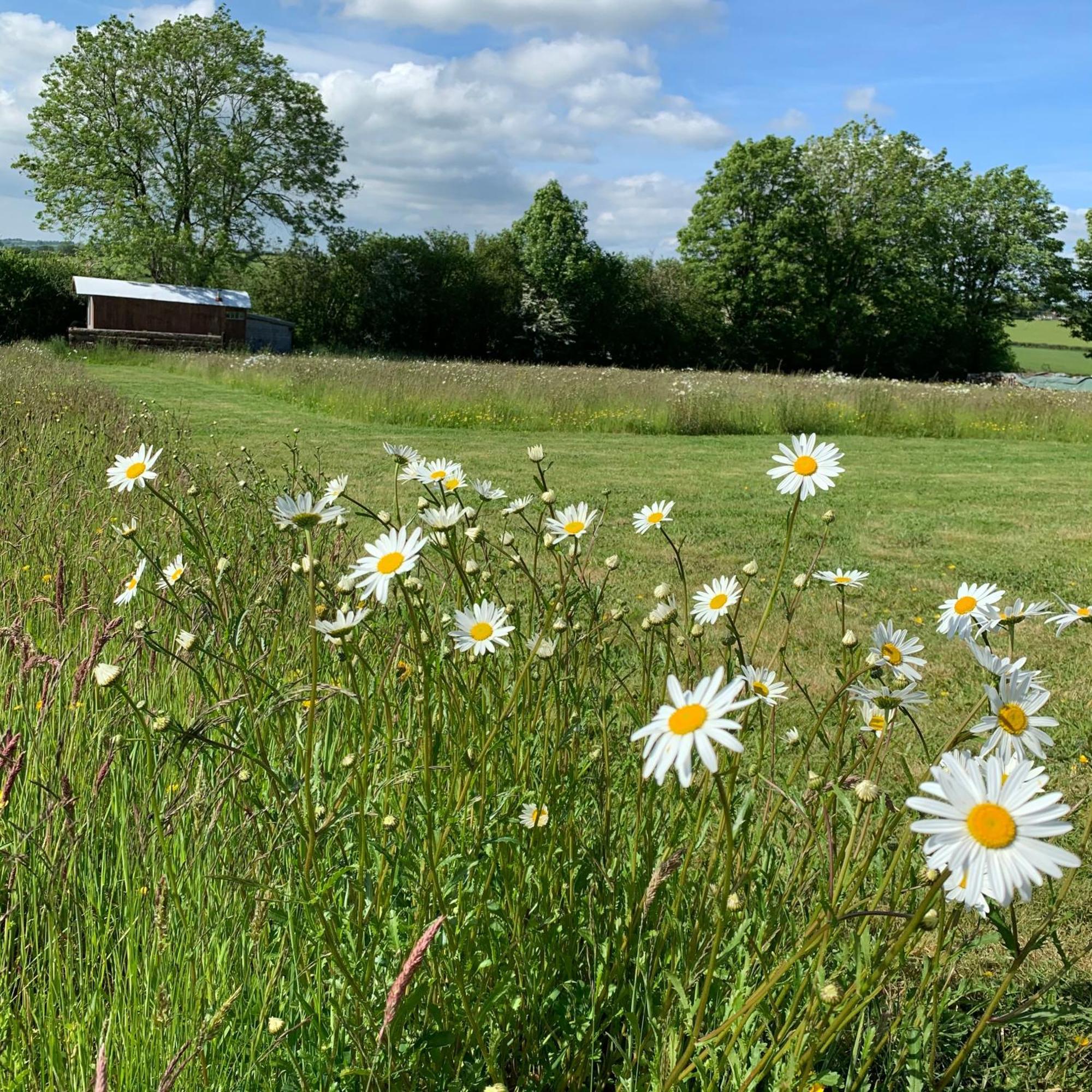 Hotel Ceridwen Glamping, Double Decker Bus And Yurts Llandysul Exterior foto